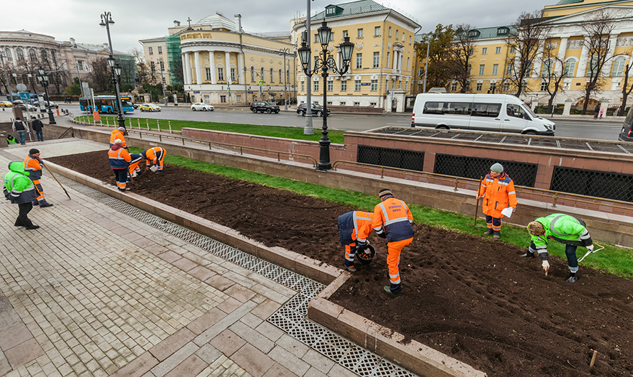 В Москве проводятся работы по высадке тюльпанов
