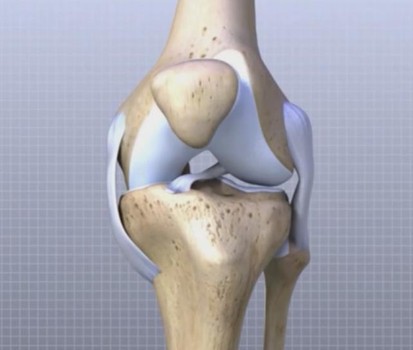 Здоровый коленный сустав
