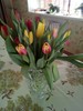 Тюльпаны 2