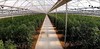 APR Greenhouses & Technology - теплицы, Турция