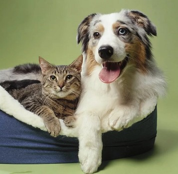 Собака и кошка - домашние любимцы