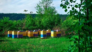 Пасека летом